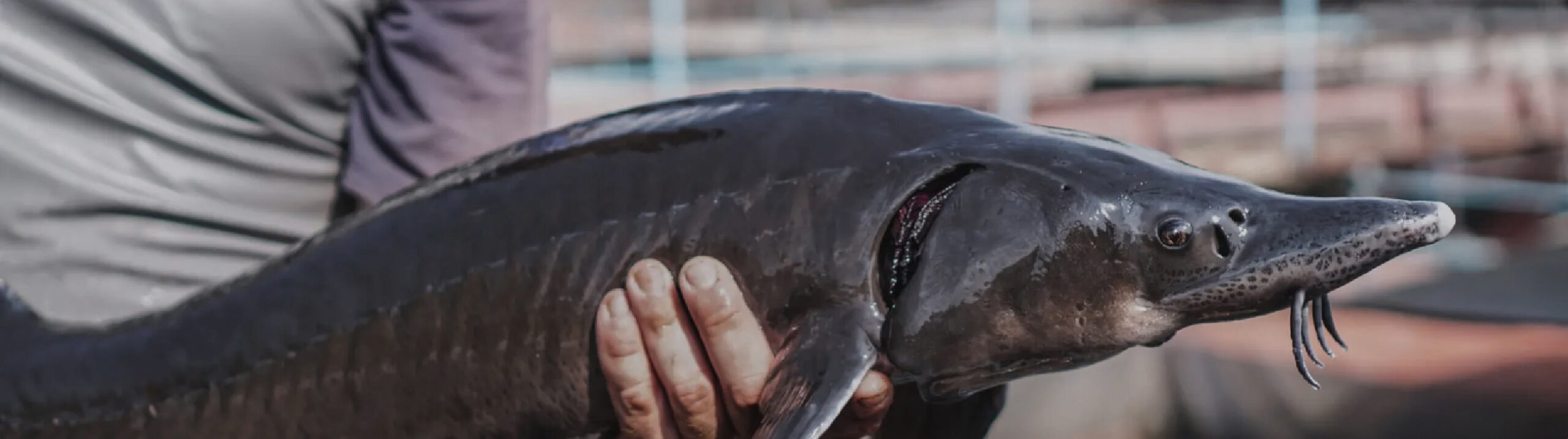 Kaviārs mūsdienās: kāpēc audzēšanas vide nosaka kvalitāti